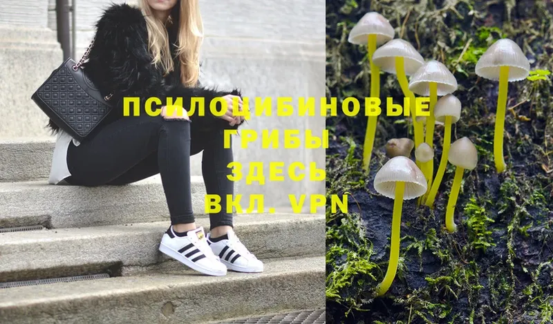 MEGA   закладки  Апатиты  Псилоцибиновые грибы Psilocybe 